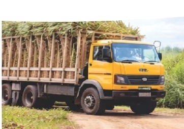 Truck transporting harvested sugarcane