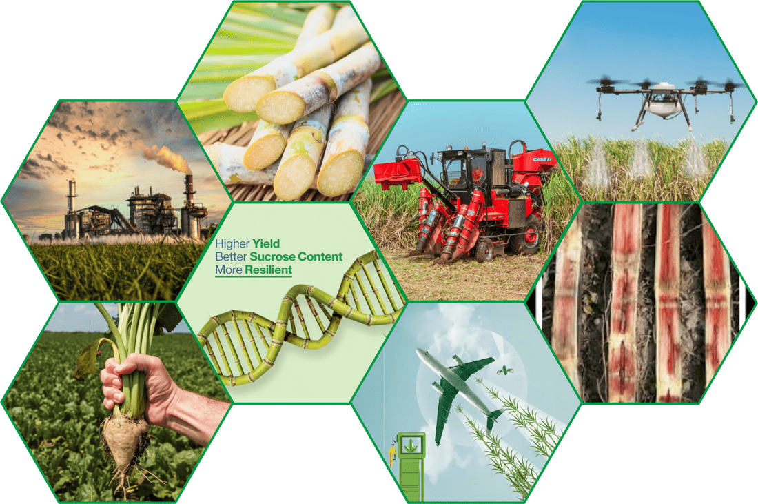 Sugarcane, sugar beet, drone precision-agriculture, harvesting machinery and sugar mill hexagon collage